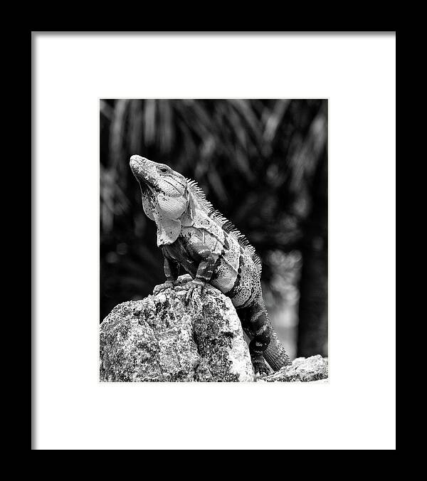 Iguana Framed Print featuring the photograph Big Lizard in My Backyard by Brad Barton