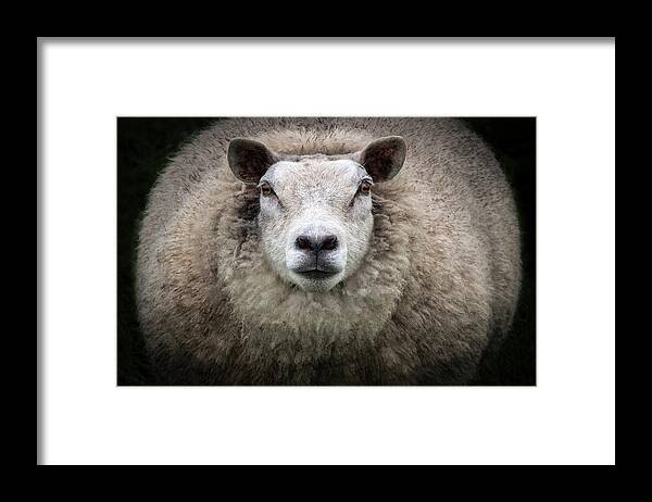 Sheep Framed Print featuring the photograph Big Mama by Louise Tanguay