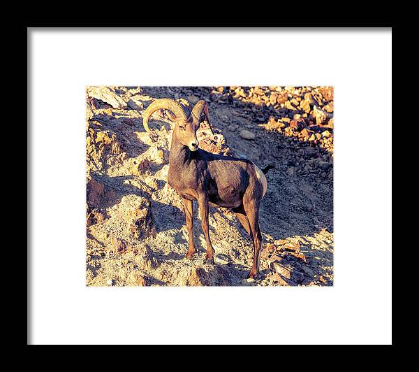 Hemingway Park Framed Print featuring the photograph Bighorn Sheep in the Mojave Desert 2 by James Sage