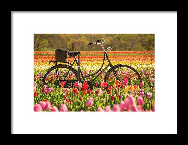 Tulip Framed Print featuring the photograph Biking Through The Tulips by Kristia Adams