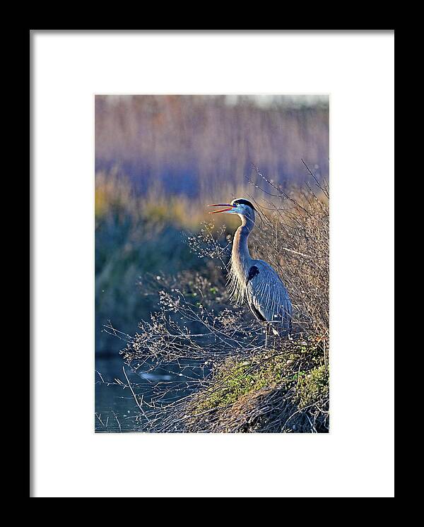Ardea Herodias Framed Print featuring the photograph Bill Wide Opened - Blue Heron, Ardea herodias by Amazing Action Photo Video
