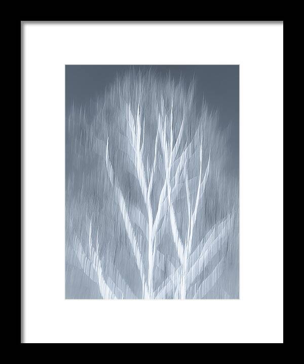 Birch Framed Print featuring the photograph Birch abstract by Brad Bellisle