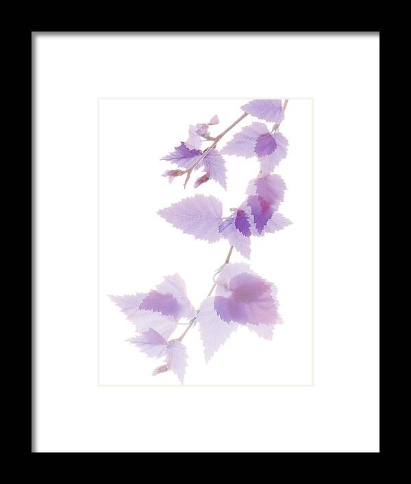 Betula Framed Print featuring the photograph Birch Baby Orchid Cascade by Marsha Tudor