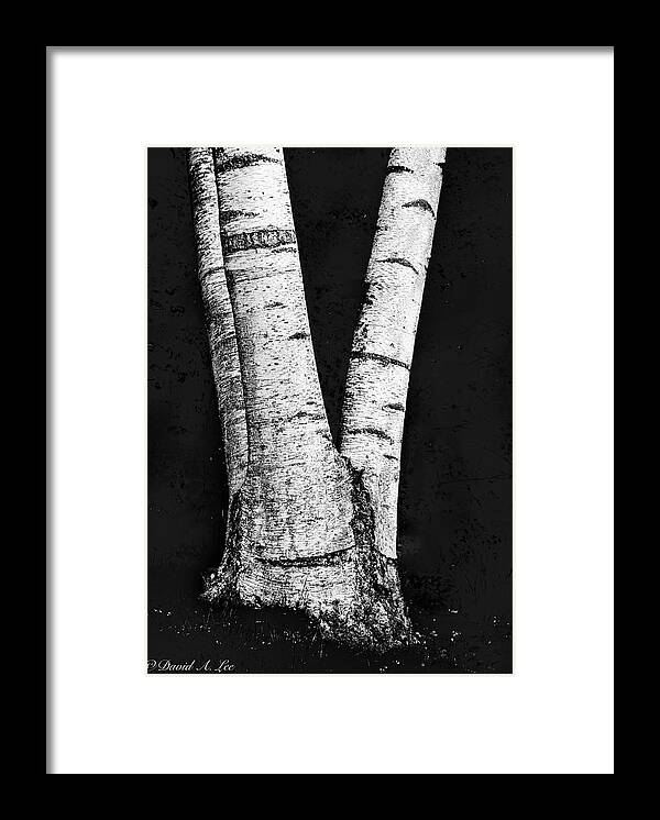 Trees Framed Print featuring the photograph Birch by David Lee