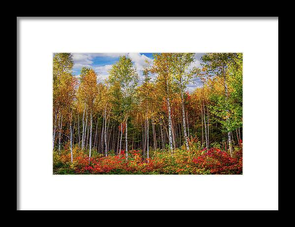 Maine Birch Trees Framed Print featuring the photograph Birch trees turn to gold by Jeff Folger