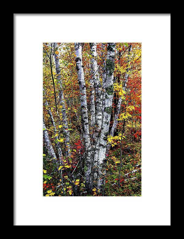 Birches And Autumn Color Decor Framed Print featuring the photograph Birches and Autumn Color by Marty Saccone