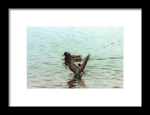 Bird Framed Print featuring the photograph Bird Diving for Food by Auden Johnson