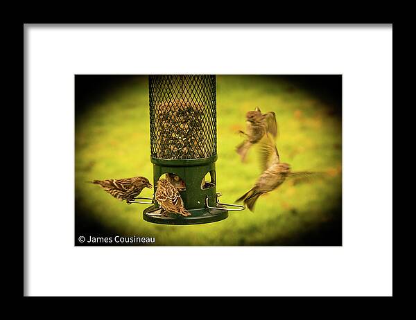Birds Framed Print featuring the photograph Bird Lunch Time by James Cousineau