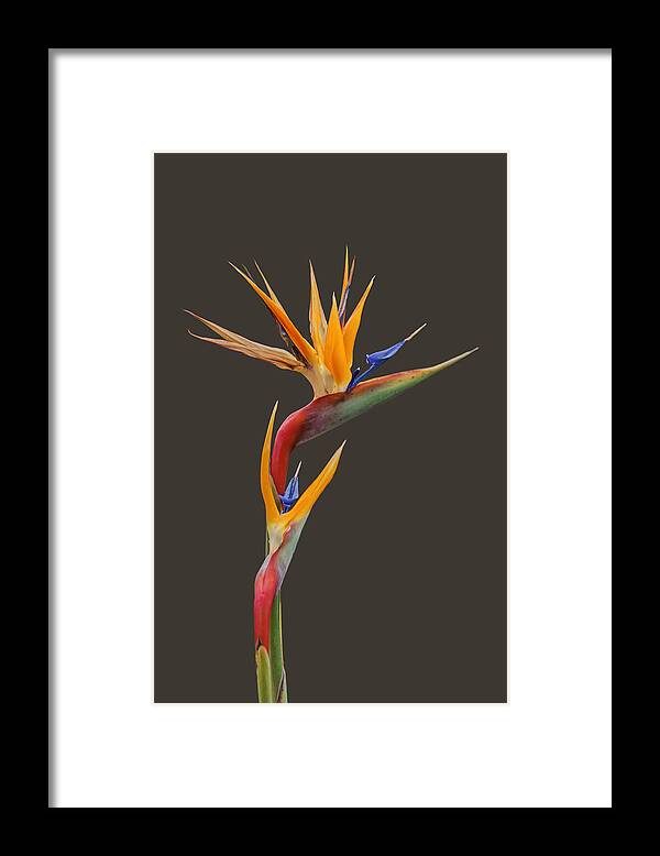 Flowers Framed Print featuring the photograph Bird of Paradise - Flower - Transparent by Nikolyn McDonald