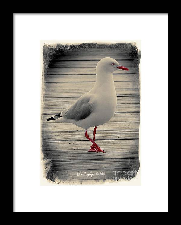 Seagull Framed Print featuring the photograph Bird on a Boardwalk by Chris Armytage