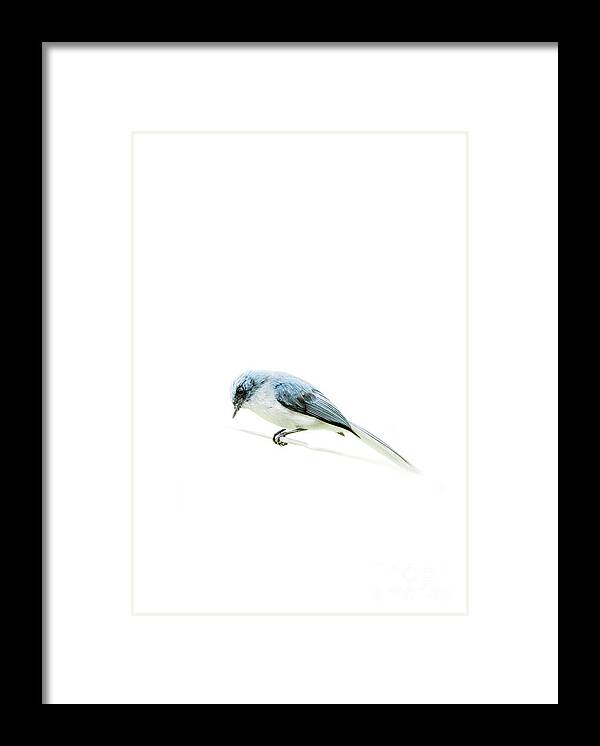 Birds Framed Print featuring the photograph Bird on a wire by Cameron Anderson Raffan