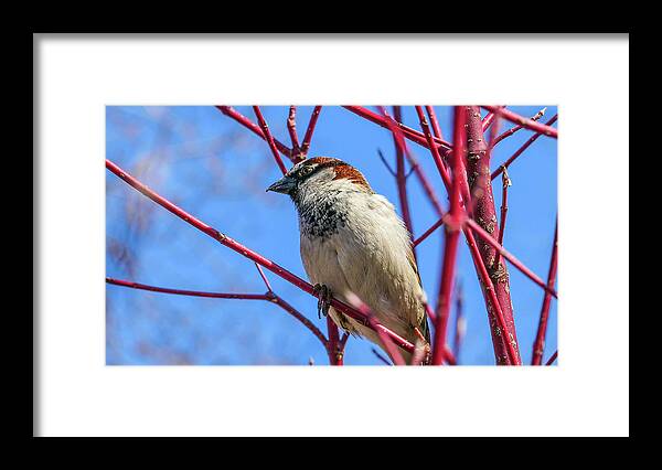 Bird Red Branches Framed Print featuring the photograph Bird on Red Branches by David Morehead