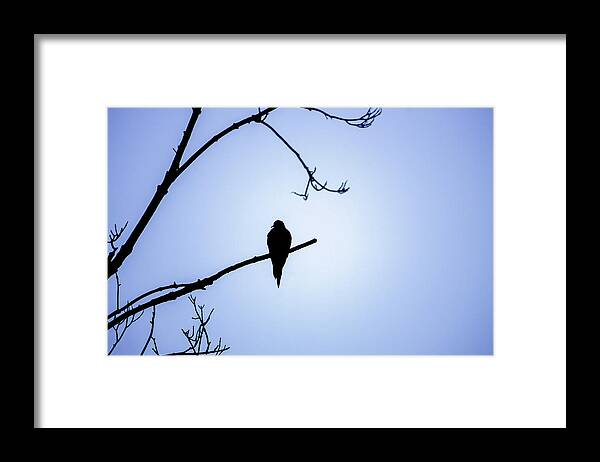 Bird Framed Print featuring the photograph Mourning Dove Silhouette - Blue Skies by Jason Fink