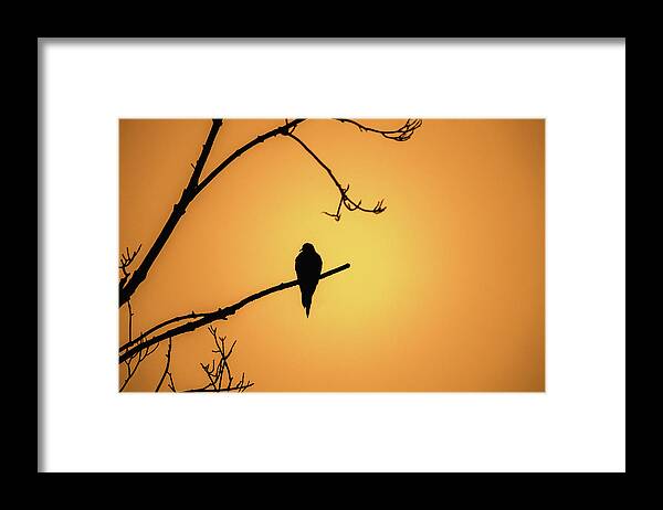 Bird Framed Print featuring the photograph Mourning Dove Silhouette - Sunset by Jason Fink