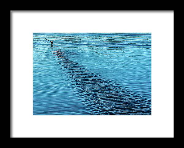 Bird Framed Print featuring the photograph Bird Tacks on Mission Bay by Phyllis Spoor