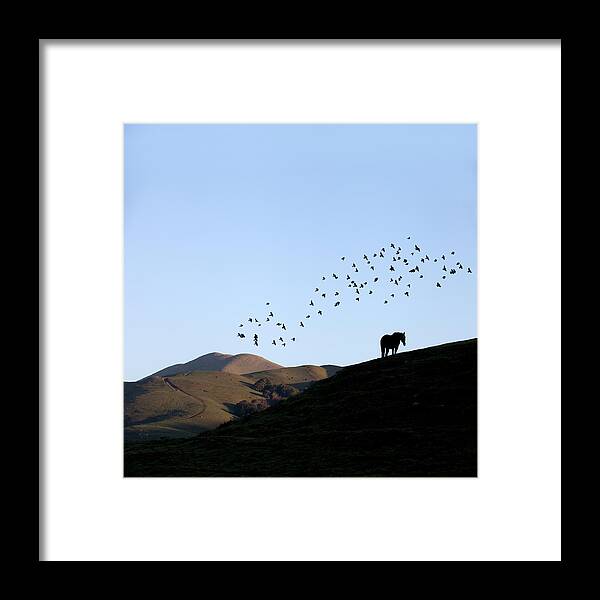 Birds Above Pasture Framed Print featuring the photograph Birds above pasture by Donald Kinney