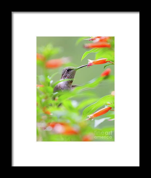 Ruby Throated Framed Print featuring the photograph Birds Eye View by Chris Scroggins