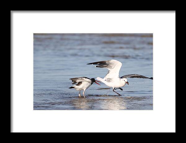 Seagulls Framed Print featuring the photograph Birds' Fight by Mingming Jiang