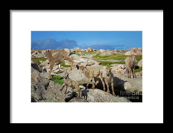 Bighorn Sheep Framed Print featuring the photograph Birds of a Feather by Jim Garrison