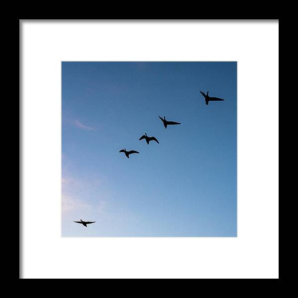 Birds Framed Print featuring the photograph Echoes by Rich Kovach