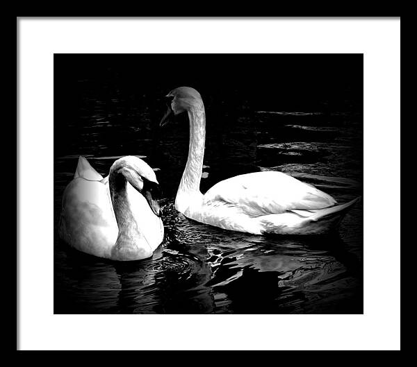 Swans Framed Print featuring the photograph Birds of a Feather Together by Elf EVANS