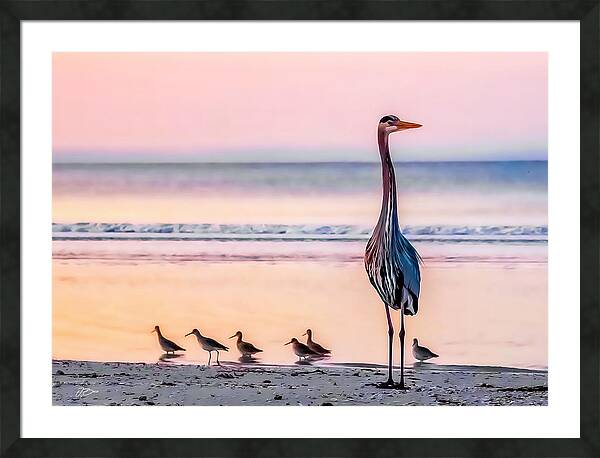Birds of Fort Myers Beach by Jonathan Busa
