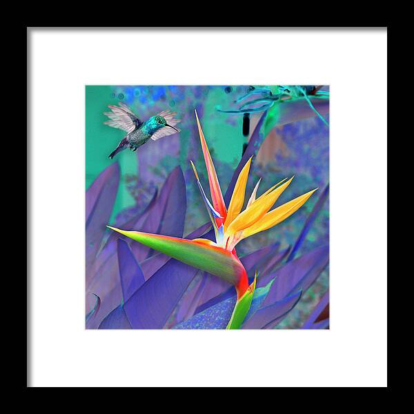 Bird Of Paradise Framed Print featuring the painting Birds of Paradise, Blue by David Arrigoni