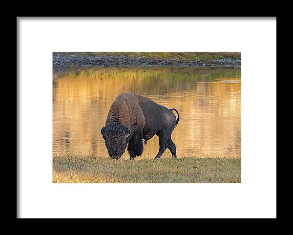 Loree Johnson Photography Framed Print featuring the photograph Bison at the Yellowstone River by Loree Johnson