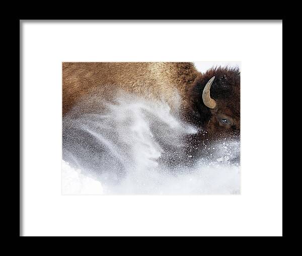American Bison Framed Print featuring the photograph Bison Dashing Through the Snow by Max Waugh