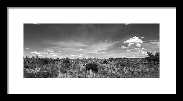 Richard E. Porter Framed Print featuring the photograph Bison Grazing 2, Caprock Canyons State Park, Texas by Richard Porter