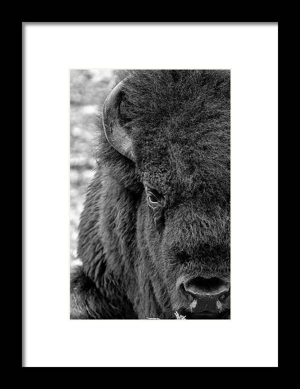 Bison Framed Print featuring the photograph Bison by Holly Ross