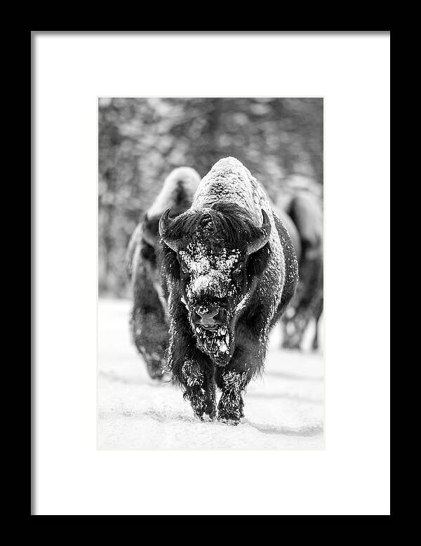 Bison Framed Print featuring the photograph Bison in snow by D Robert Franz