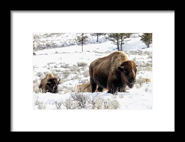 Yellowstone National Park Framed Print featuring the photograph Bison in the Snow by Cheryl Strahl
