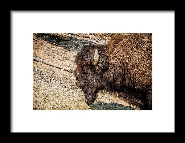 Yellowstone Framed Print featuring the photograph Bison in yellowstone by Alberto Zanoni