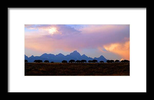 Bison Framed Print featuring the photograph Bison March by Patrick J Osborne