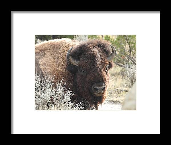 Bison Framed Print featuring the photograph Bison On The Trail 3 by Amanda R Wright