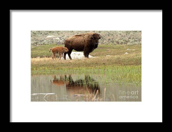 Yellowstone Framed Print featuring the photograph Bison Red Dog With A Wary Eye by Adam Jewell