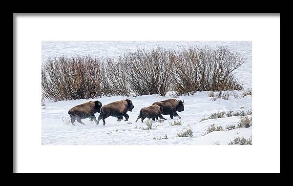 Yellowstone National Park Framed Print featuring the photograph Bison Running by Cheryl Strahl