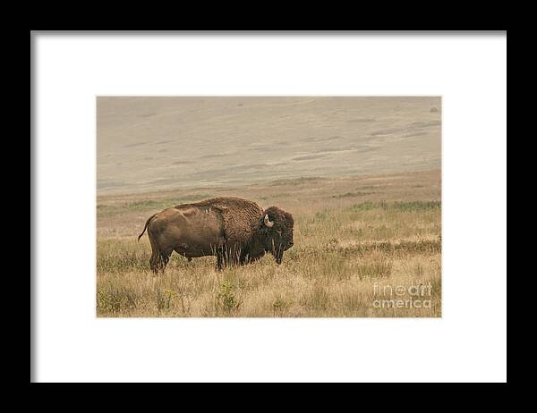 Bison Framed Print featuring the photograph Bison Standing Alone by Nancy Gleason