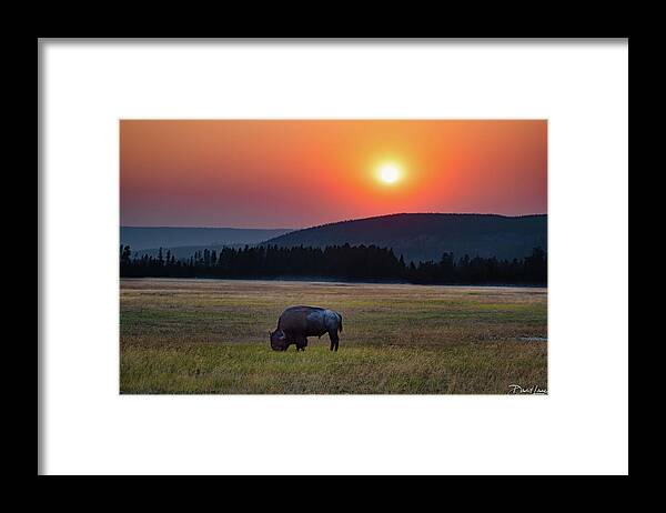  Framed Print featuring the photograph Bison Sunset by David A Lane