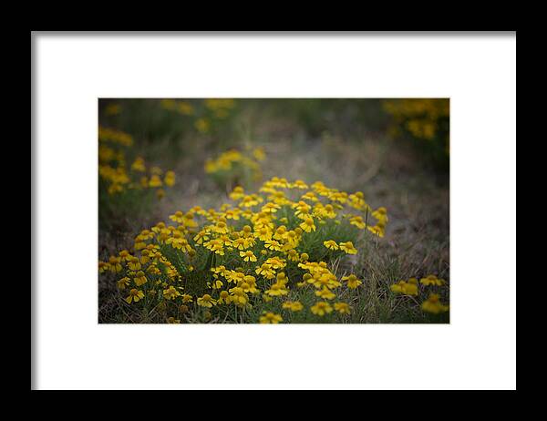 Daisy Framed Print featuring the photograph Bitter Sneezeweed by DArcy Evans