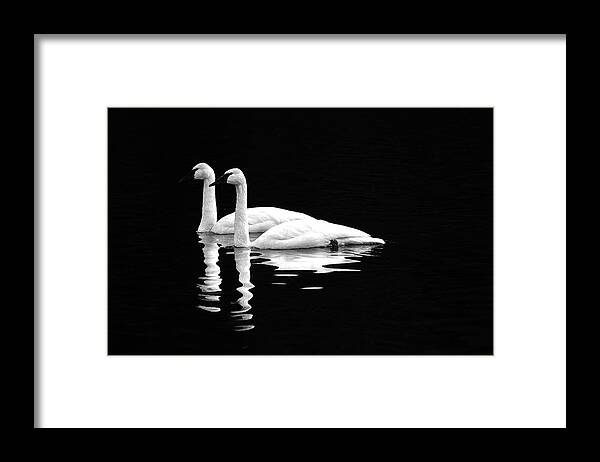 Swan Framed Print featuring the photograph Black and White Beauty by Jerry Cahill