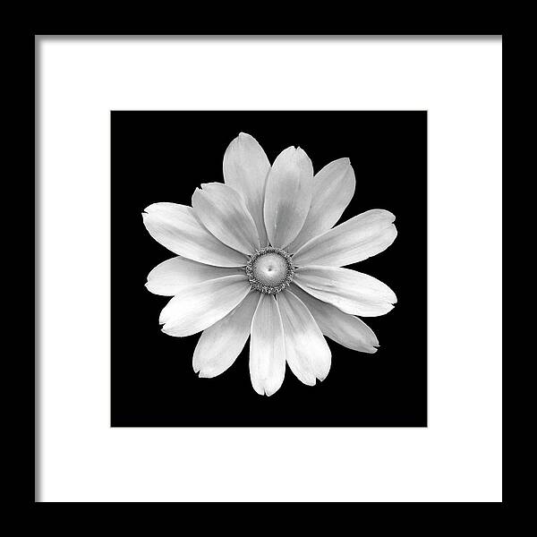 Bed Room Decor Framed Print featuring the photograph Black and White Black Eyed Susan by David and Carol Kelly