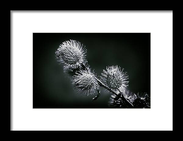 Black And White Photography Framed Print featuring the photograph Black and White by Carrie Hannigan