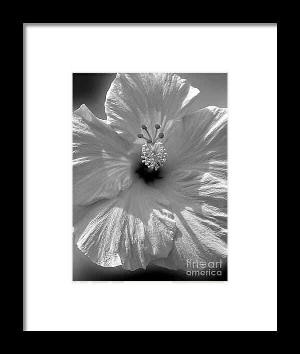Flower Framed Print featuring the photograph Black and White Hibiscus by Mafalda Cento