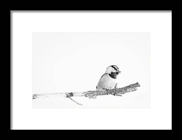2020 Framed Print featuring the photograph Black and White Mountain Chickadee by Erin K Images