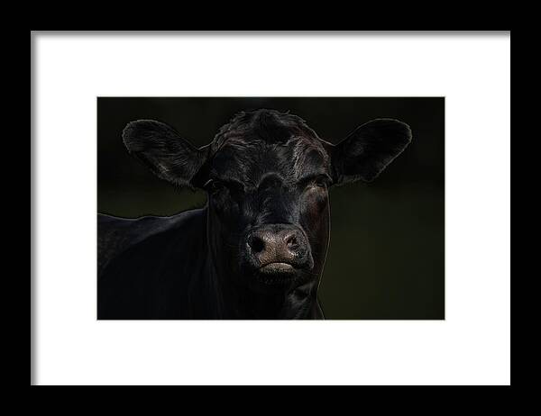 Black Cow Angus Farm Cattle Framed Print featuring the photograph Black Angus by Denise LeBleu