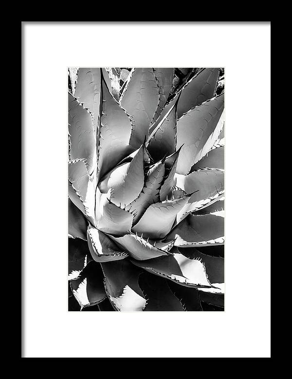 Arizona Framed Print featuring the photograph Black Arizona Series - Agave by Philippe HUGONNARD