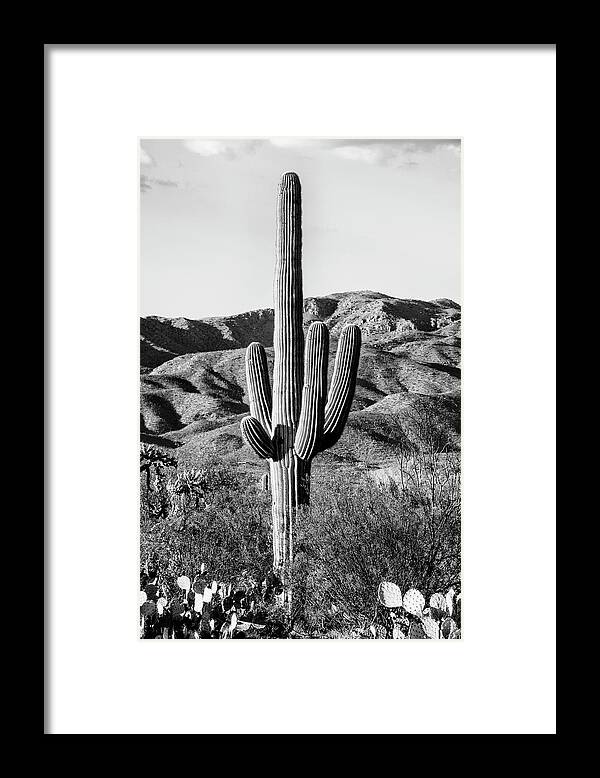 Arizona Framed Print featuring the photograph Black Arizona Series - Giant Cactus II by Philippe HUGONNARD