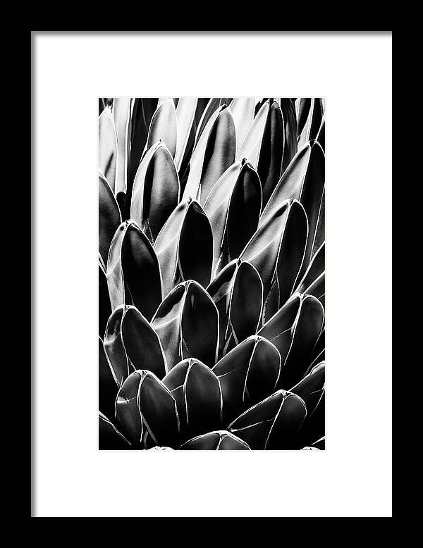 Arizona Framed Print featuring the photograph Black Arizona Series - Queen Victoria Agave by Philippe HUGONNARD